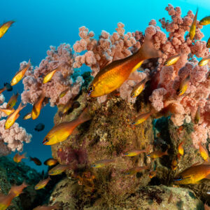 Cardinalfish close to pink soft coral tree, close wide-angle view, Flic-en-Flac, Mauritius