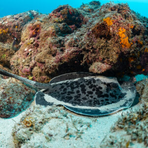Blotched fantail ray resting under a reef rock on sand, Flic-en-Flac, Mauritius