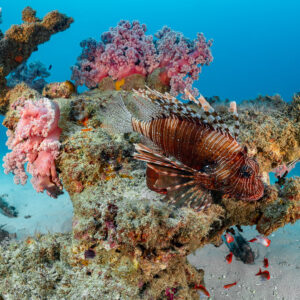 Lionfish hovering by a rock with pink soft corals on sand, Flic-en-Flac, Mauritius