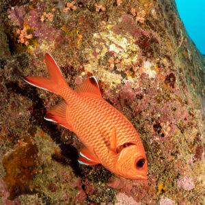 Poisson-soldat orange contre une paroi rocheuse encroûtée, cadrage vertical, Flic-en-Flac, île Maurice
