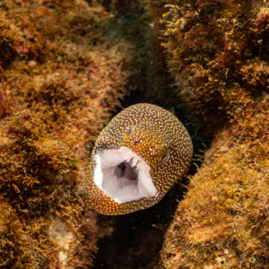 Whitemouth moray with mouth open in a reef crevice, vertical frame, Flic-en-Flac, Mauritius