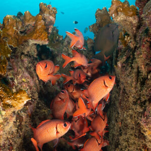 Group of soldierfish sheltering in a reef crevice, vertical frame, Flic-en-Flac, Mauritius