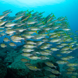 Dense school of bigeye snappers passing close over rocks, Flic-en-Flac, Mauritius