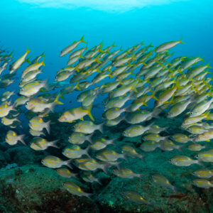 Wall of bigeye snappers filling the frame above the reef, Flic-en-Flac, Mauritius
