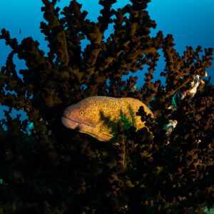Yellowmargin moray peering out of a black sun coral tree, Flic-en-Flac, Mauritius