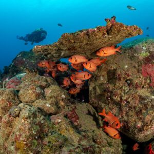 Diver behind a boulder sheltering a school of soldierfish, Flic-en-Flac, Mauritius