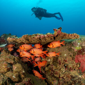 Plongeuse au-dessus d’un rocher, poissons-soldats sous son surplomb, Flic-en-Flac, île Maurice