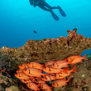 Plongeuse au-dessus d’un rocher avec un banc de poissons-soldats, cadrage vertical, Flic-en-Flac, île Maurice