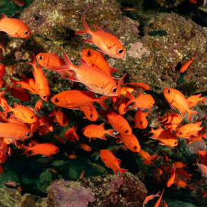 Dense school of soldierfish in front of reef rocks, Flic-en-Flac, Mauritius