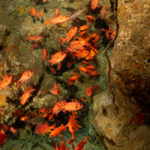 Poissons-soldats dispersés le long de la paroi d’une crevasse, cadrage vertical, Flic-en-Flac, île Maurice