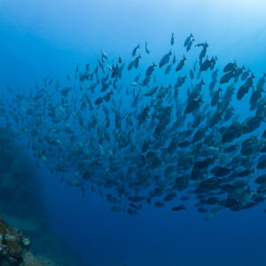 Large school of fish beside a reef wall with a diver, Flic-en-Flac, Mauritius