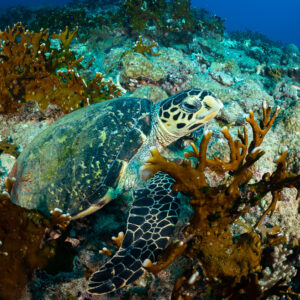 Hawksbill turtle resting among brown branching corals on the reef, Flic-en-Flac, Mauritius