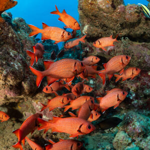 Banc de poissons-soldats contre le récif, cadrage vertical, Flic-en-Flac, île Maurice