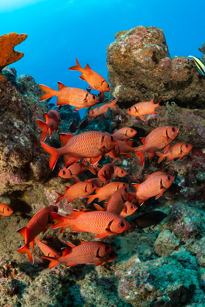 Banc de poissons-soldats contre le récif, cadrage vertical, Flic-en-Flac, île Maurice