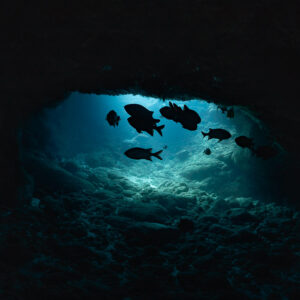 Fish silhouettes in a cave opening seen from the dark interior, Flic-en-Flac, Mauritius