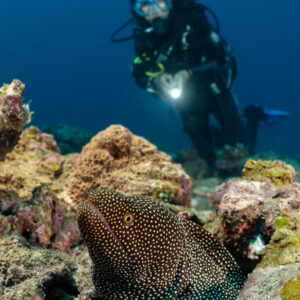 Whitemouth moray in the foreground with a woman diver and torch behind, Flic-en-Flac, Mauritius