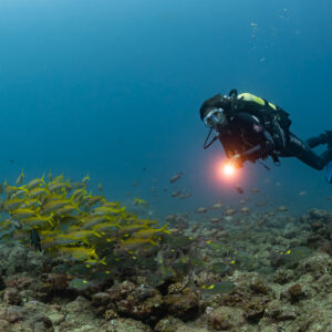Woman diver with torch beside a school of yellowfin goatfish, Flic-en-Flac, Mauritius