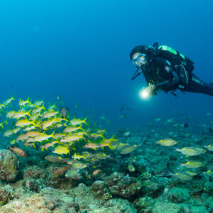 Plongeuse au-dessus d’un banc mêlé de capucins et de vivaneaux rayés, Flic-en-Flac, île Maurice