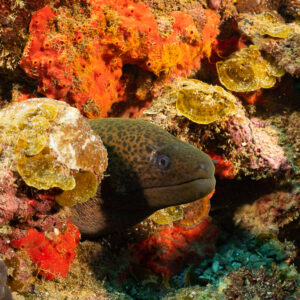 Giant moray head among orange sponges and corals, Flic-en-Flac, Mauritius