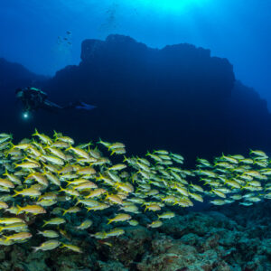 Woman diver with torch behind a large school of yellowfin goatfish, Flic-en-Flac, Mauritius