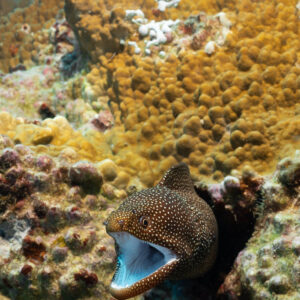 Whitemouth moray with mouth wide open on encrusted reef, vertical frame, Flic-en-Flac, Mauritius