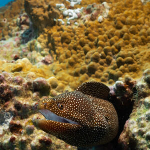 Whitemouth moray head out of its hole in profile, vertical frame, Flic-en-Flac, Mauritius