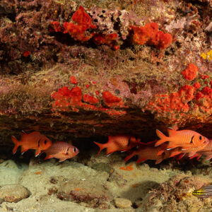 Groupe de poissons-soldats sous un surplomb du récif aux éponges rouges, Flic-en-Flac, île Maurice
