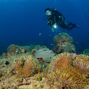 Plongeuse avec phare au-dessus d’anémones de mer sur le récif, Flic-en-Flac, île Maurice