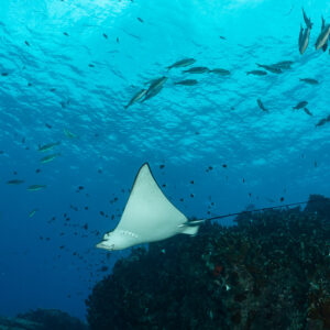 Raie léopard vue d’en dessous montrant son ventre blanc, poissons au-dessus, Flic-en-Flac, île Maurice