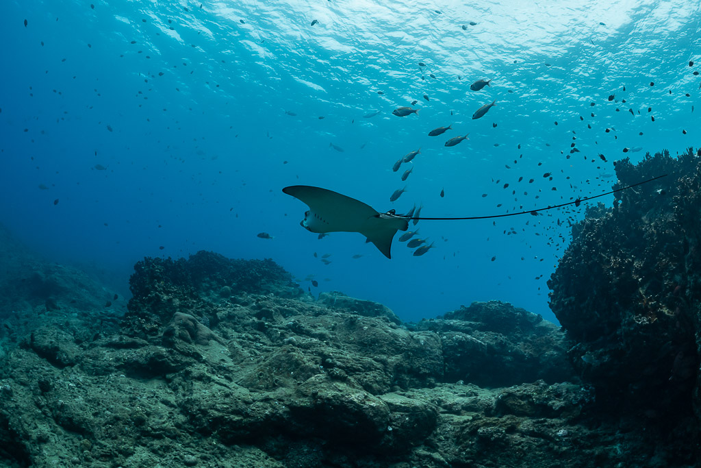 Raie léopard nageant le long du récif, longue queue traînante, Flic-en-Flac, île Maurice