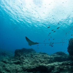 Raie léopard passant au-dessus du récif parmi de petits poissons, plan plus large, Flic-en-Flac, île Maurice