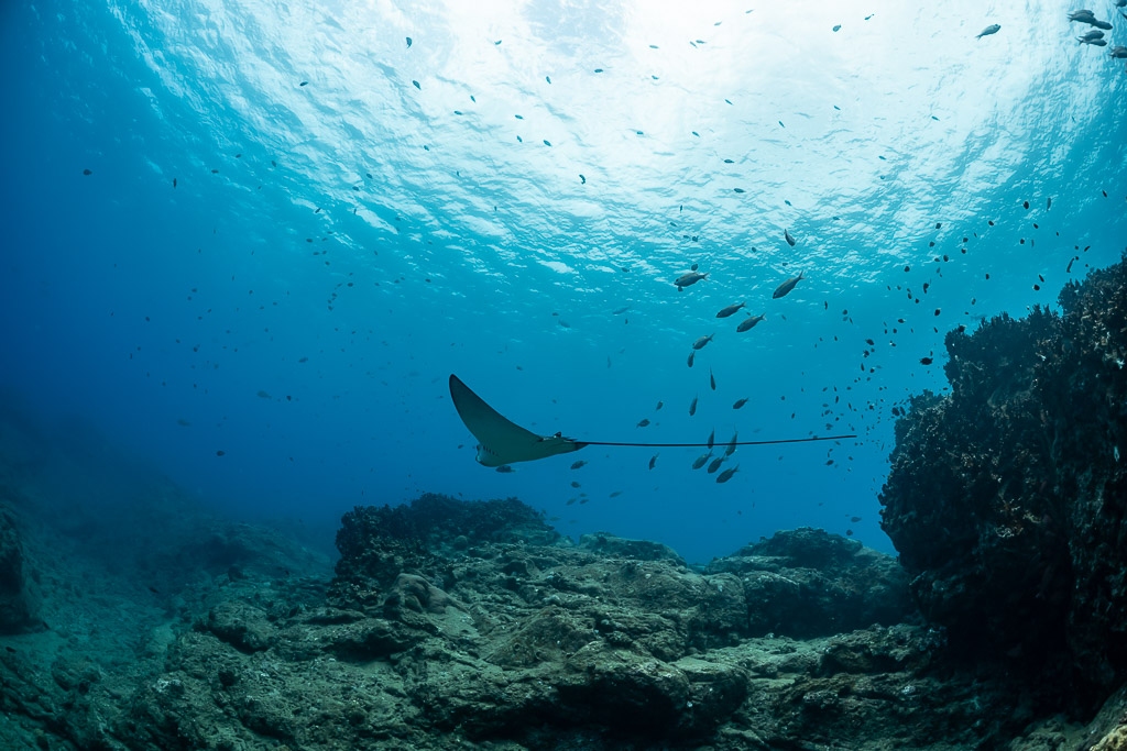 Raie léopard passant au-dessus du récif parmi de petits poissons, plan plus large, Flic-en-Flac, île Maurice