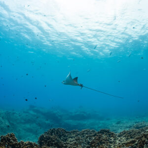 Distant spotted eagle ray small in frame over rocky reef, Flic-en-Flac, Mauritius