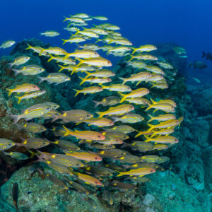 Île Maurice
