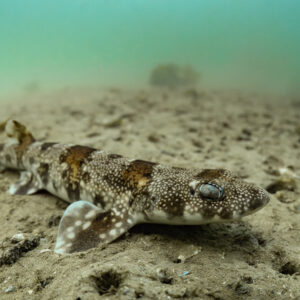 Puffadder shyshark resting on sandy seabed in green-tinted water, Stilbaai, Western Cape, South Africa