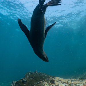 Cape fur seal diving head-down toward reef, flippers above, Stilbaai, Western Cape, South Africa