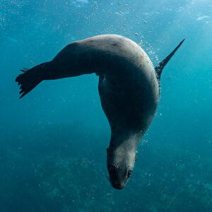 Cape fur seal curling head-down in blue water below sunlit surface, Stilbaai, Western Cape, South Africa