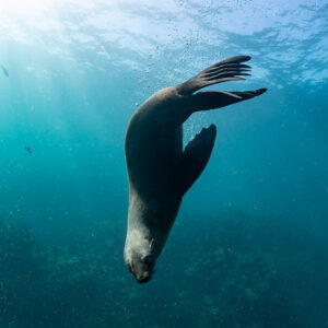 Cape fur seal descending head-first through sun rays, flippers raised, Stilbaai, Western Cape, South Africa