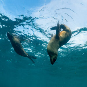 Deux otaries à fourrure du Cap près de la surface vues d’en dessous, Stilbaai, Cap-Occidental, Afrique du Sud
