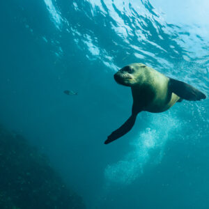Cape fur seal swimming toward camera in open water with bubbles, Stilbaai, Western Cape, South Africa