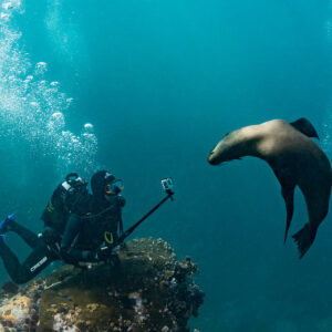 Cape fur seal approaching scuba diver filming with a GoPro pole, Stilbaai, Western Cape, South Africa