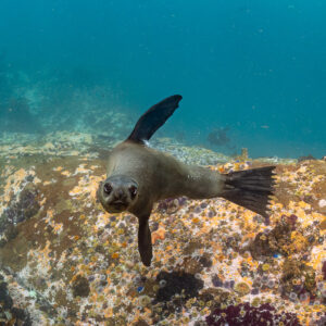 Cape fur seal facing camera over encrusted rocky reef, flippers spread, Stilbaai, Western Cape, South Africa