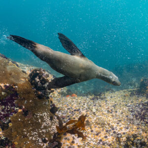 Cape fur seal gliding low over colourful rocky reef, Stilbaai, Western Cape, South Africa