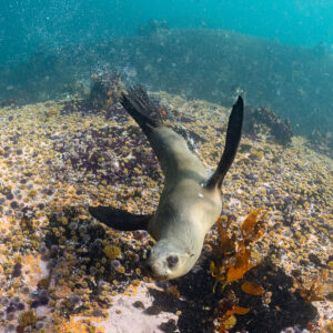 Cape fur seal head-down nosing the reef, vertical view, Stilbaai, Western Cape, South Africa