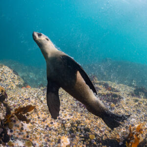 Cape fur seal rising from reef showing its belly, Stilbaai, Western Cape, South Africa