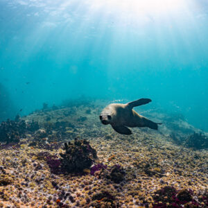 Otarie à fourrure du Cap nageant au-dessus du récif sous les rayons de soleil, Stilbaai, Cap-Occidental, Afrique du Sud