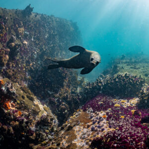 Cape fur seal gliding along rocky reef looking at camera, Stilbaai, Western Cape, South Africa
