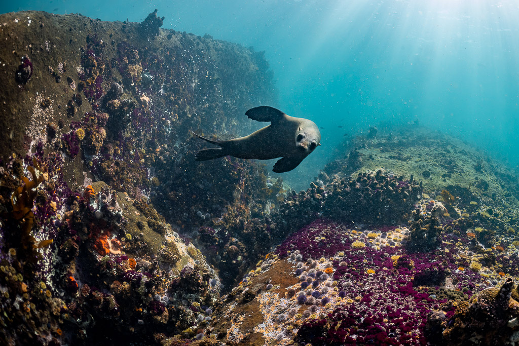 Cape fur seal gliding along rocky reef looking at camera, Stilbaai, Western Cape, South Africa