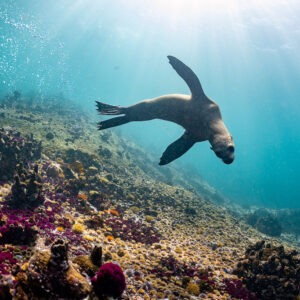 Cape fur seal banking above pink-encrusted reef, flippers spread, Stilbaai, Western Cape, South Africa