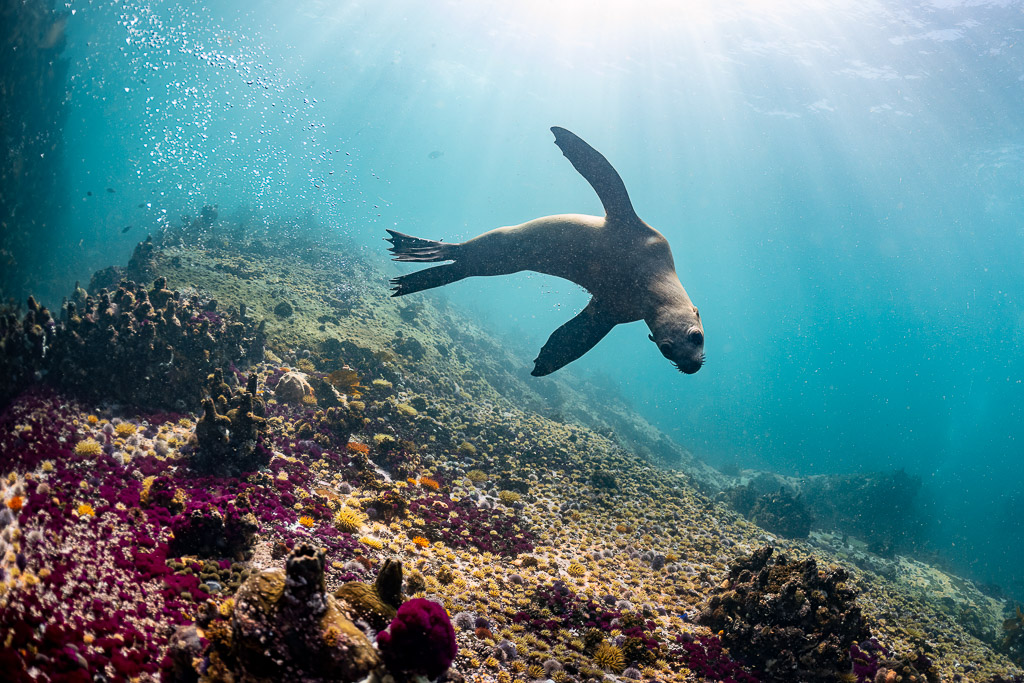 Cape fur seal banking above pink-encrusted reef, flippers spread, Stilbaai, Western Cape, South Africa